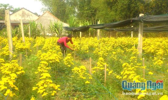 Tổ hợp tác trồng hoa- ươm mầm của phụ nữ Nghĩa Hà (TP.Quảng Ngãi) bước đầu phát huy hiệu quả, tạo việc làm cho chị em .