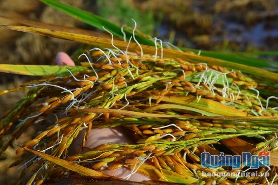 Lúa ngã rạp xuống mặt ruộng và bị ngập nước nên hạt lúa nhanh chóng bén rễ