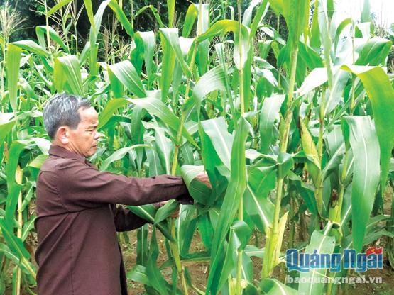  Ông Nguyễn Đắc Học, tổ dân phố 4, thị trấn Trà Xuân (Trà Bồng) đang thu hoạch bắp trên cánh đồng đã được chuyển đổi sản xuất.