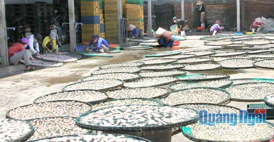 Gia công chế biến cá, tôm khô xuất khẩu đi Nhật Bản tại Công ty Nguyên Khôi (Cụm CN Sa Huỳnh - Đức Phổ)