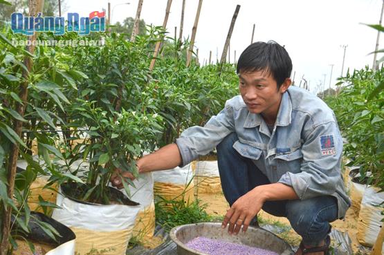 Anh Đoàn Chí Quyết đang chăm sóc vườn ớt được trồng trong túi bầu của mình.