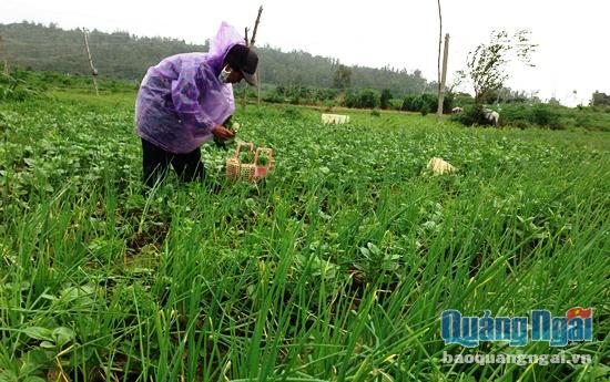 Nông dân thu hoạch rau để vớt vát lại phần diện tích bị dập nát do mưa lớn