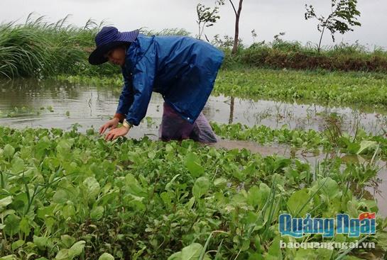 Cố vớt vát lại vốn đã đầu tư vào ruộng rau, bà Phạm Thi Ly cần mẫn rửa bớt bùn bạc cho đám cải