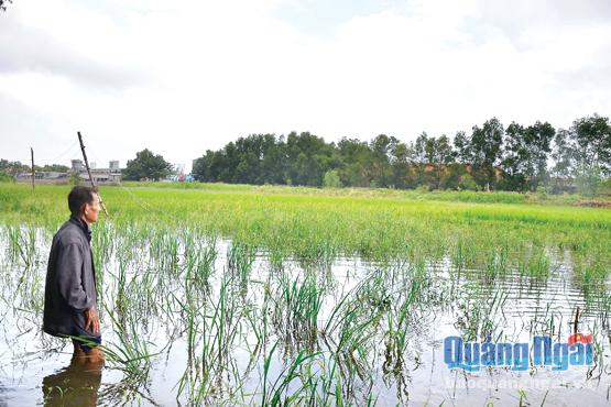Không có mương thoát nước, khiến cánh đồng cây Bún xã Bình Trung (Bình Sơn) biến thành biển nước sau trận mưa lớn.