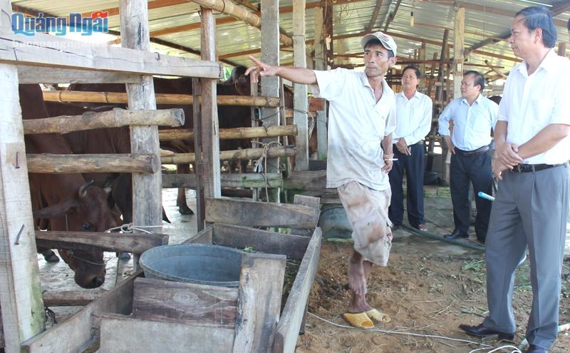 Đồng chí Lều Vũ Điều thăm mô hình chăn nuôi bò thịt tại xã Đức Phong (Mộ Đức).