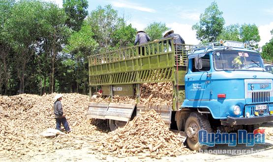 Nhờ có nhà máy mì trên địa bàn xã mà người dân Sơn Hải thuận lợi trong việc tiêu thụ sản phẩm.
