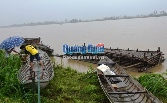 Để tránh tình trạng trôi lồng bè trên sông Trà Khúc, hơn 100 hộ nuôi cá ở xã Tịnh Sơn đã chủ động buộc dây neo giữ