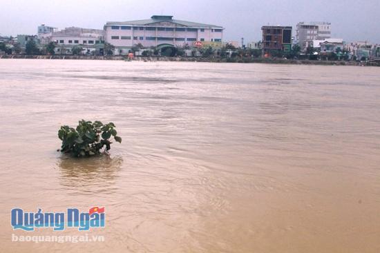 Mực nước lúc 7 giờ ngày 8.12, trên các sông như sau: Sông Trà Bồng tại trạm Châu Ổ: 4.22m, dưới mức BĐ3: 0.28m