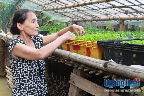 Trận lũ năm nay đã nhấn chìm hơn 1,5 sào ớt  ngoài đồng của bà Phạm Thị Hương, thông Đông Yên 2. Bà nuôi hi vọng vào một sào ớt còn lại. Hơn 800 cây ớt giống được bà chăm sóc cẩn thận.