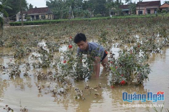 Một ruộng hoa hồng ở thôn Thế Bình đã được thương lái đặt cọc trước 50 triệu nhưng phải chịu vùi mình trong nước lũ.