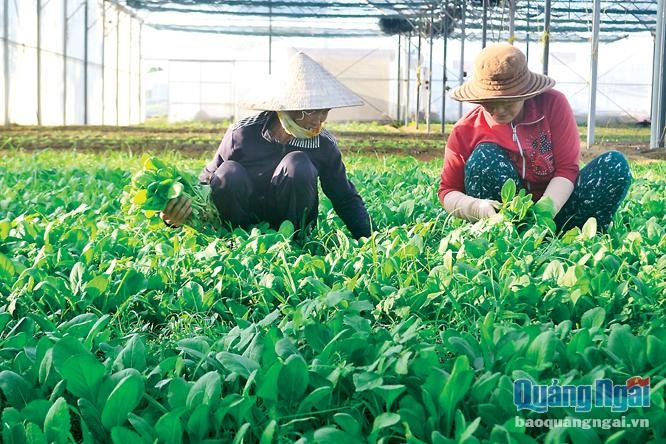  Nhiều vùng sản xuất rau an toàn phát triển, nhờ thực thi hiệu quả Quyết định 36 của UBND tỉnh.                            ẢNH:T.P