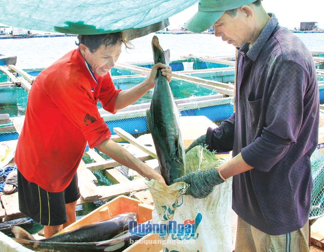 Thương lái thu mua cá bớp tại bè nuôi ở đảo Lý Sơn.