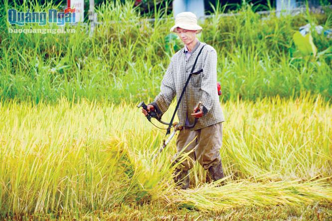 Người dân xã Phổ Khánh thu hoạch vụ lúa chính trong năm.