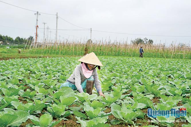 Sản xuất rau an toàn là một trong những mô hình dân vận khéo trên lĩnh vực kinh tế mang lại hiệu quả cho người nông dân.
