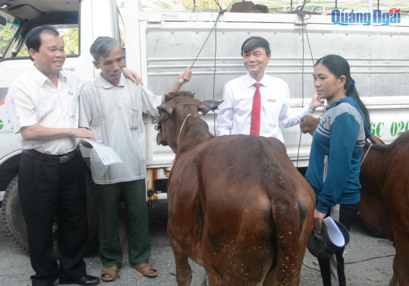 Lãnh đạo Hội Nông dân tỉnh và Ngân hàng NN-PTNT chi nhánh Quảng Ngãi trao bò cho các hộ dân.