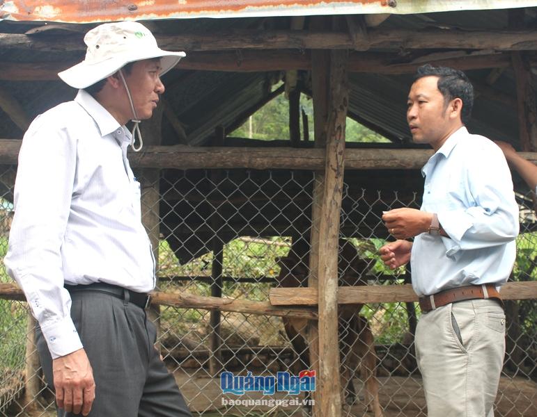 Phó Chủ tịch UBND tỉnh Phạm Trường Thọ kiểm tra mô hình giảm nghèo ở Sơn Tây.