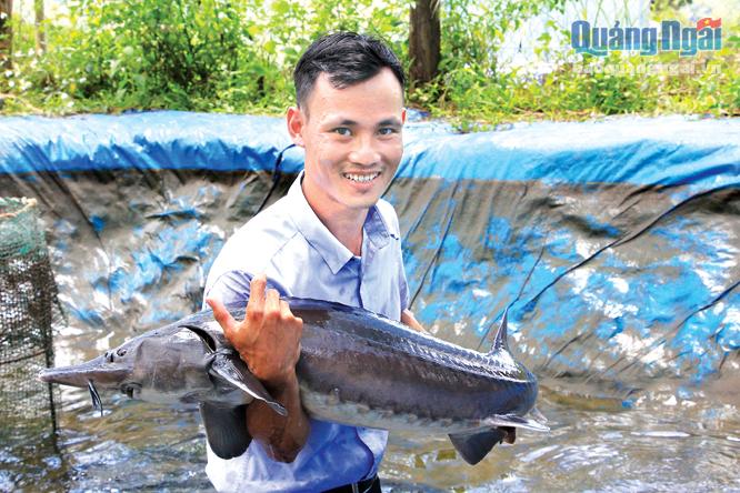 Cá tầm nuôi tại Sơn Bua có nhiều con đạt trọng lượng 13 - 15kg/con.
