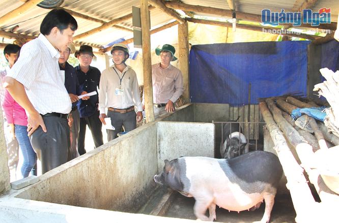 Phó Chủ tịch UBND tỉnh Phạm Trường Thọ kiểm tra mô hình hỗ trợ hộ nghèo nuôi heo Móng Cái sinh sản tại xã Sơn Linh.