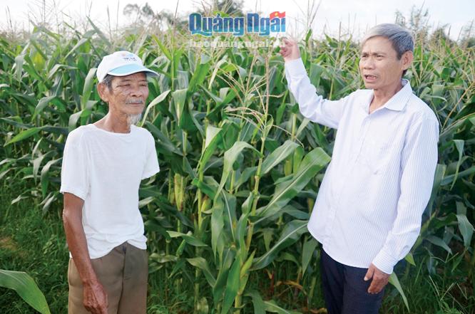 Trưởng thôn Nho Lâm, xã Phổ Hòa, huyện Đức Phổ (bên phải) thường xuyên ra thăm đồng, trao đổi với người dân về chuyện đồng áng.     Ảnh: PV