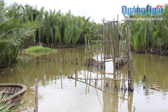 Thông tin phá bỏ rừng dừa để xây dựng hồ chứa nước cho nhà máy giấy khiến người dân thôn Phú Long tiếc nuối xen lẫn cảm giác bất an.