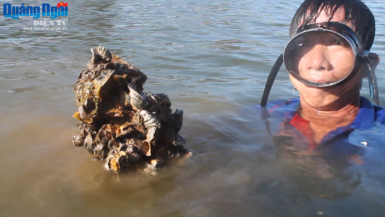 Video: Nghề lặn bắt hàu trên sông Trà Bồng
