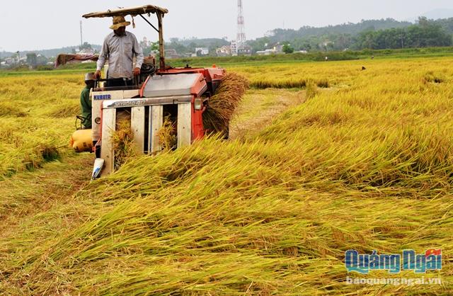 Trong số 7 đề tài, dự án được duyệt, có đề tài thuộc lĩnh vực nông nghiệp về ứng dụng kỹ thuật phát triển giống lúa để tăng thêm thu nhập cho người dân