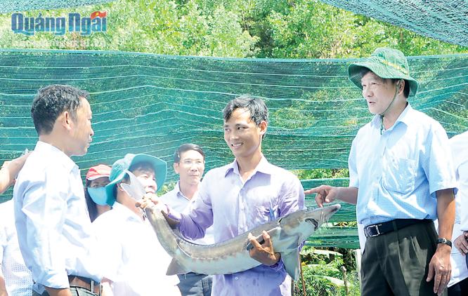 Chủ tịch UBND tỉnh Trần Ngọc Căng (bên phải) kiểm tra mô hình nuôi cá tầm ở xã Sơn Bua (Sơn Tây).