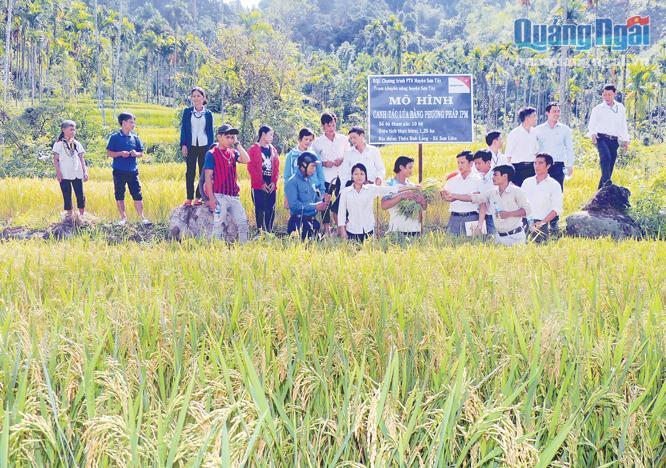  Người dân huyện Sơn Tây được chuyển giao tiến bộ khoa học kỹ thuật, áp dụng vào sản xuất lúa nước cho năng suất cao.     