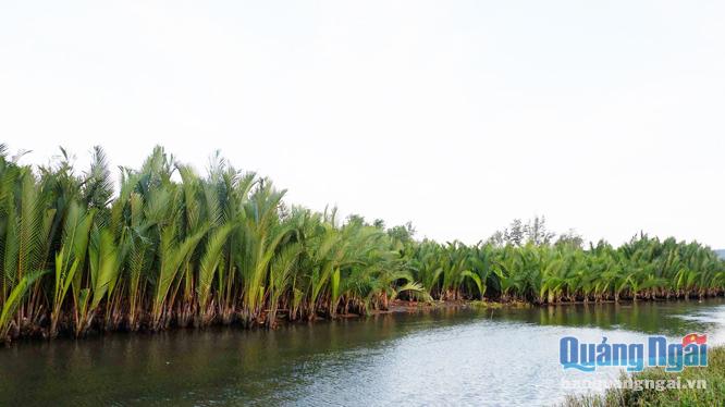 Rừng dừa nước Tịnh Khê (TP.Quảng Ngãi) sẽ trở thành điểm nhấn của công viên trung tâm tỉnh Quảng Ngãi.                                                                  Ảnh: Đ.SƯƠNG
