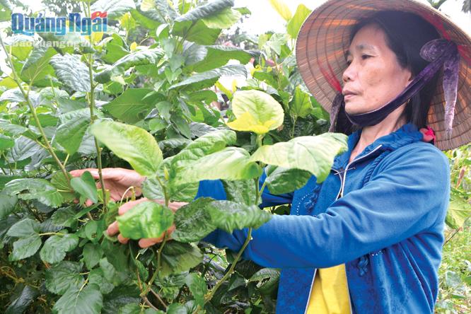 Gắn bó với nghề trồng dâu nuôi tằm từ khi 17 tuổi, nay bà Trần Thị Hiển đã 53 tuổi, nhưng vẫn chung thủy với nghề.