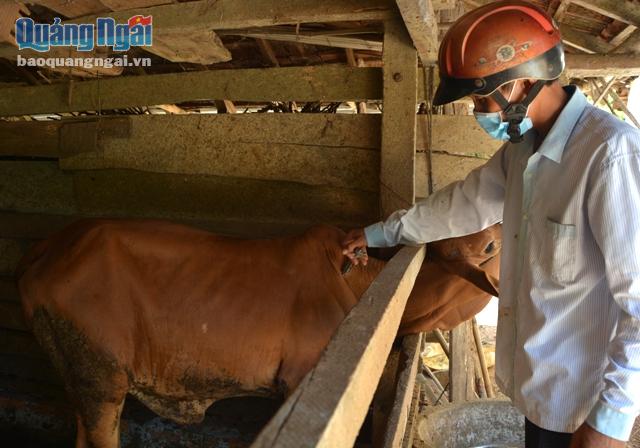 Tiêm phòng là biện pháp tốt nhất để phòng bệnh cho đàn gia súc, gia cầm.