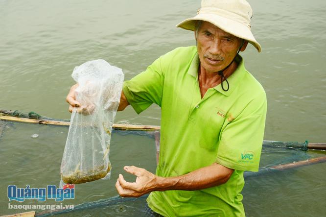  Ông Nguyễn Ra ngụ thôn Thượng Hòa đang vớt số tôm bị chết trong hồ.