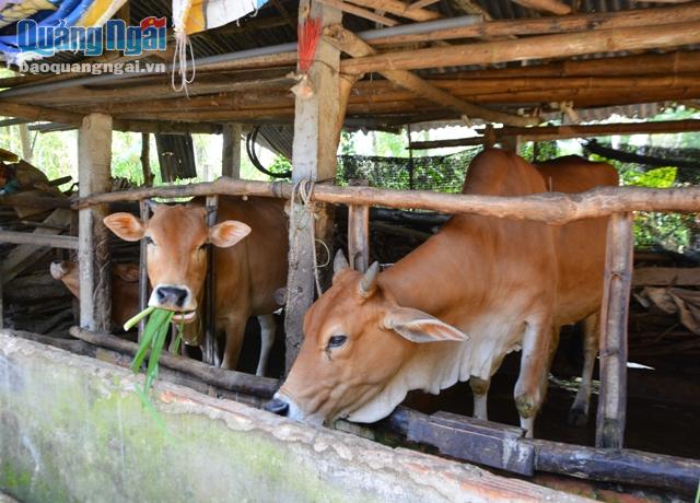 Hai con bò của gia đình chị Võ Thị Thủy, ở thôn 4, xã Nghĩa Lâm bị lở mồm mong móng đã chữa khỏi.