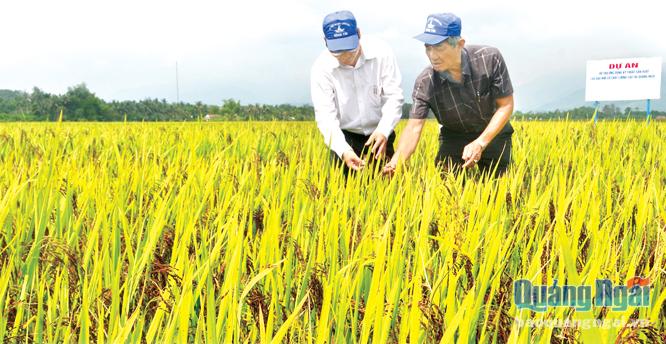 Cánh đồng LĐ1 là mô hình sản xuất lúa sạch đầu tiên trên địa bàn Quảng Ngãi.