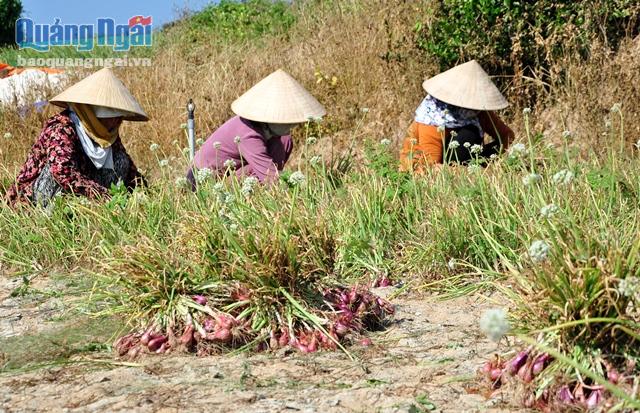 Người dân Lý Sơn đang khẩn trương thu hoạch hành tím