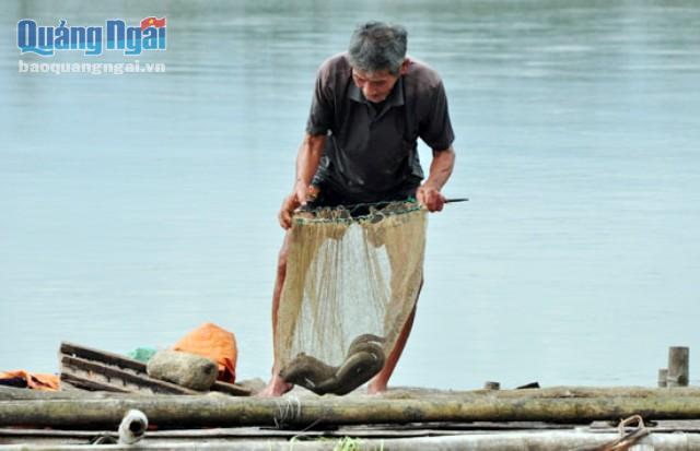 Nuôi cá chình thương phẩm trong lồng ở huyện Sơn Tịnh là một trong 6 mô hình được chọn nhân rộng để giảm nghèo