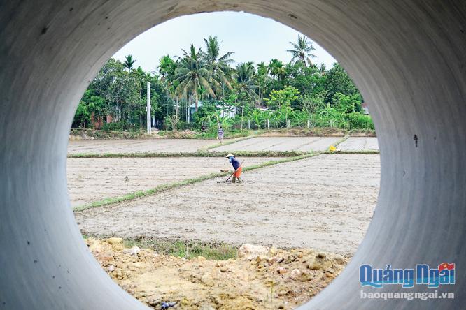 Diện tích đất nông nghiệp trên địa bàn phường Chánh Lộ đang dần bị thu hẹp, nhường chỗ cho các công trình đường sá, cầu cống và các khu đô thị Ngọc Bảo Viên, Phát Đạt…