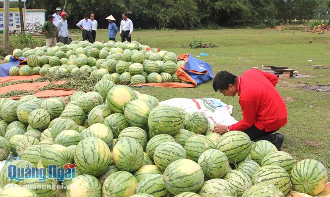  Thu mua dưa hấu cho nông dân xã Tịnh Trà (Sơn Tịnh).