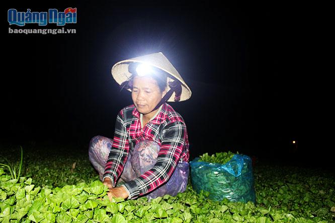 Được biết nguồn cung ứng rau xanh cho chợ đêm phần lớn là do người dân làng Sung Tích cung ứng. Làng Sung Tích từ lâu đã trở thành một vùng chuyên canh rau lớn ở bờ Bắc song Trà với khoảng 1.200 hộ dân trồng rau trên diện tích 65ha.