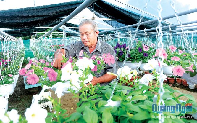 Tiên phong trong việc chọn các giống hoa mới để đầu tư, ông Nguyễn Tấn Sơn luôn cần mẫn, chăm sóc từng chậu hoa. ẢNH: BẢO HÒA
