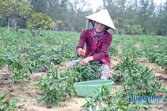 Bà Trần Thị Thủy, thôn Đạm Thủy Bắc đang thu hoạch ớt trên vùng đất cát ven biển.