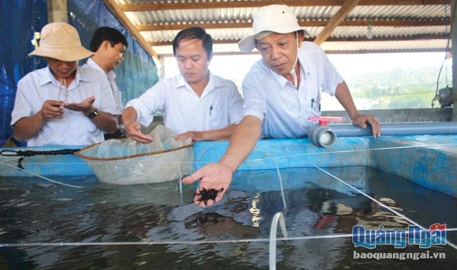 Trung tâm Khuyến nông - Khuyến ngư tỉnh triển khai sản xuất thành công cá ngựa đen giống trong bể xi măng tại Sa Huỳnh (xã Phổ Thạnh - Đức Phổ).