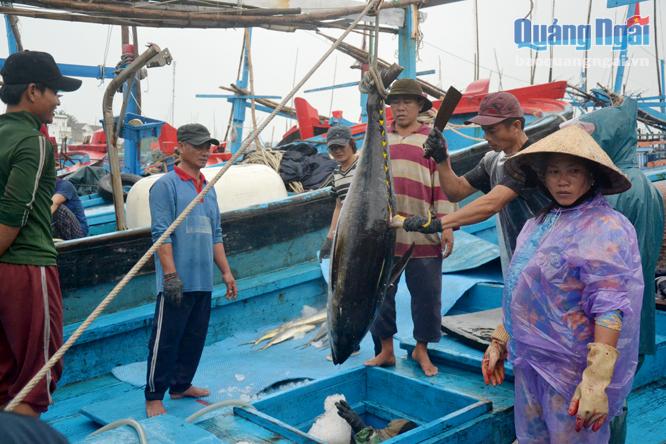 Cá ngừ đại dương trên các tàu của ngư dân Phổ Châu cập cảng Trường Xuân, xã Tam Quan Bắc (Bình Định).