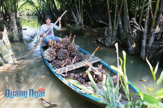 Video: Cận Tết, người dân Tịnh Khê đi hái dừa nước về bày mâm ngũ quả