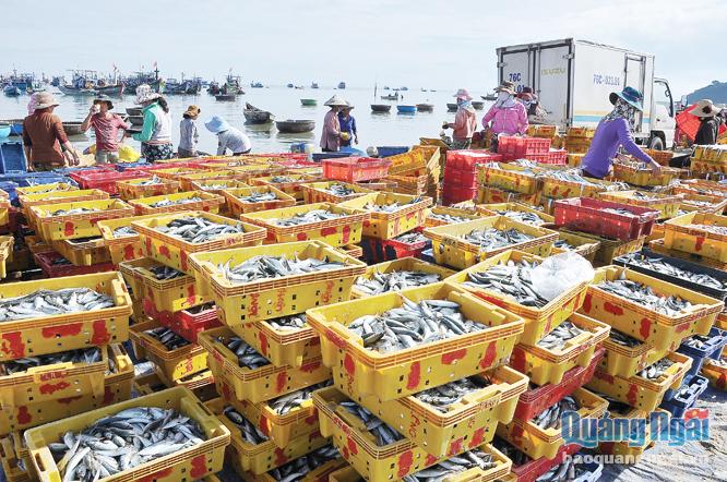Bội thu về sản lượng hải sản đánh bắt giúp nhiều ngư dân trên địa bàn tỉnh có một năm sung túc, an vui.
