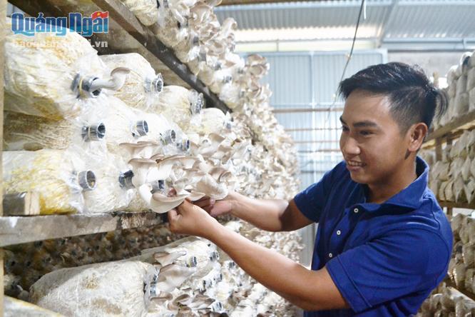 Mô hình trồng nấm bào ngư xám của Nguyễn Công Ngoạn cho lợi nhuận cao.