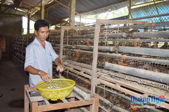  Mô hình nuôi cút thương phẩm trên địa bàn TP.Quảng Ngãi đã giúp một số hộ dân thoát nghèo.