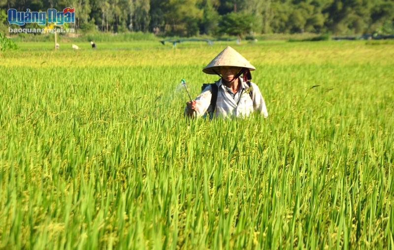 Sản xuất lúa sạch sẽ giúp hạn chế được sử dụng thuốc BVTV gây độc hại cho con người và môi trường.