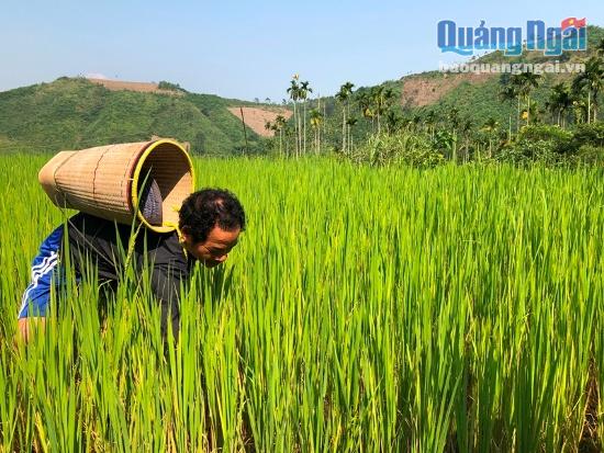 Đồng bào Cadong trồng cây lúa, cây keo, cây mì không còn phải lo tư thương ép giá. Điều kiện đi lại dễ dàng việc tiêu thụ các sản phẩm nông nghiệp của người dân trở nên dễ dàng hơn.
