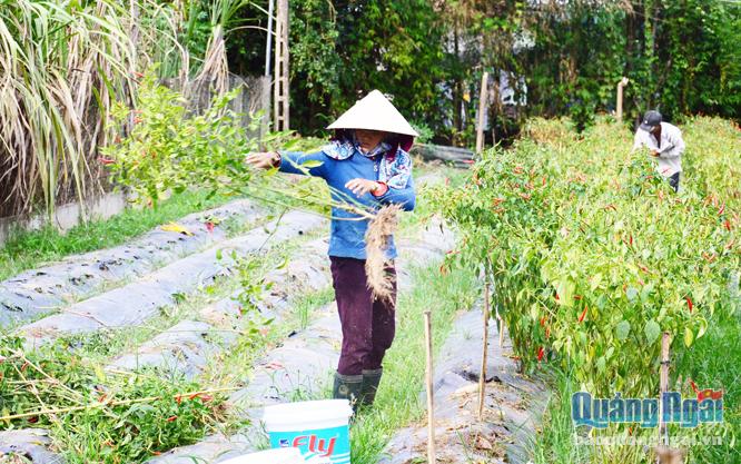 Đang vào vụ thu hoạch, nhưng giá ớt quá rẻ, người dân thôn Đông Hòa, xã Tịnh Giang (Sơn Tịnh) đành phải nhổ bỏ để gieo trồng các loại cây khác.             Ảnh: Ngọc Viên